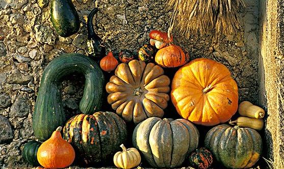 積極的健腦補腦 十三種食物必須吃