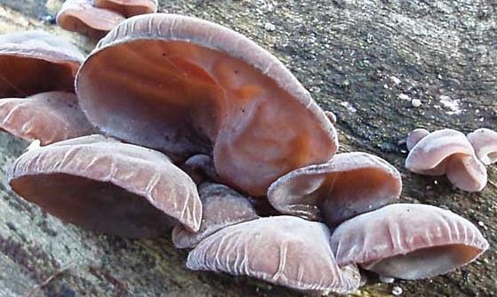 木耳滑而帶爽營養(yǎng)價值高 木耳的飲食禁忌