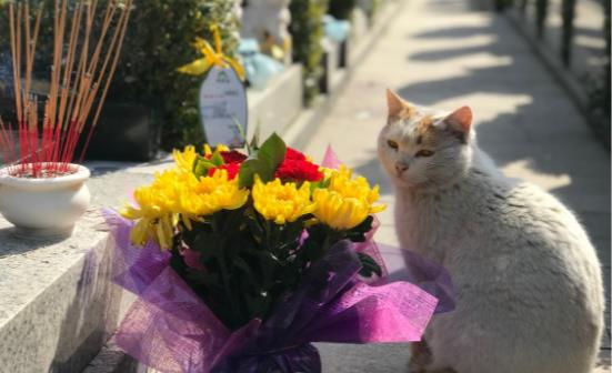 清明時節如何養生 