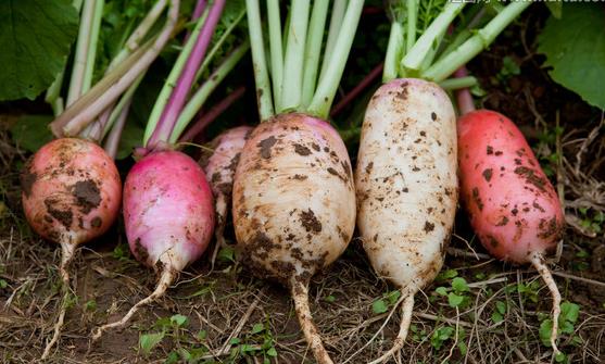 對感冒有輔助功效的食物 感冒患者飲食的五大調理原則