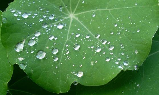 白帶異常注意飲食 治療白帶異常的食療補方