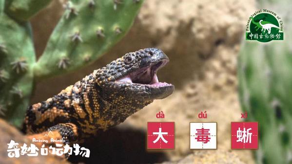 一部非常值得推薦的兒童科普紀錄片—《奇妙的動物》