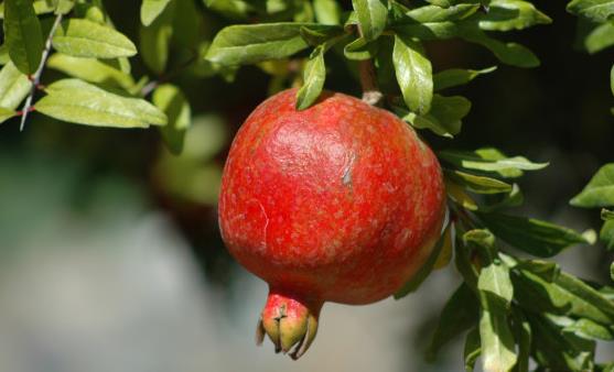 流產后必吃的12種水果 流產后的飲食調理