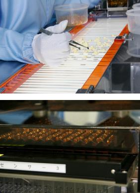 30年融于一粒的日本匠心,日本人每天都補充的芝麻素到底是什么?