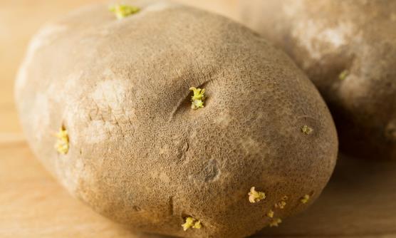 保存土豆不發綠不長牙妙招 普通家庭存放土豆的禁忌