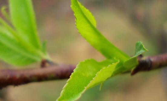 狐臭嚴(yán)重影響人際關(guān)系 推薦祛狐臭的小偏方