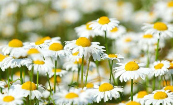 臉上痘痘多影響個人顏值 14個偏方輕松甩掉痘痘