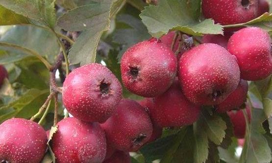 推薦治療關節(jié)炎的12個偏方 治療關節(jié)炎有效果