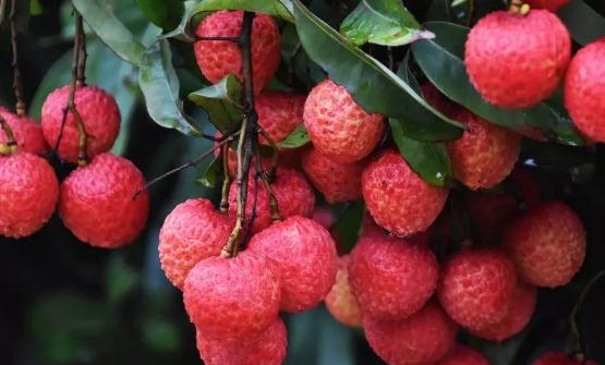 水果營養高但不是越多越好 8種不宜大量食用