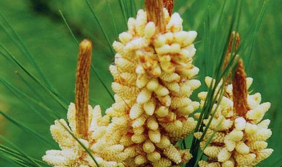 松花粉的功效與作用 保護心血管改善心臟和大腦的微循環