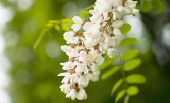 洋槐花的藥用價值和副作用 洋槐花簡單美味又解饞的做法