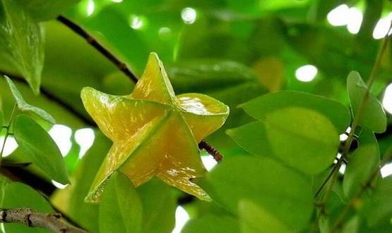 楊桃的各種好處與不當的地方 吃楊桃要多加注意