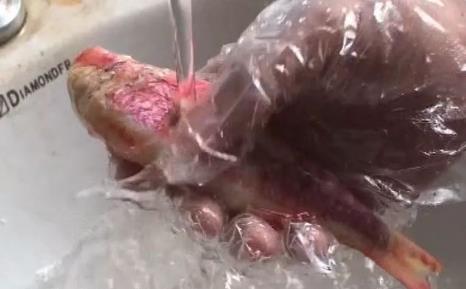 無良商販用色素給三蘇紅魚上色，用手輕輕一摸，手還會被染紅