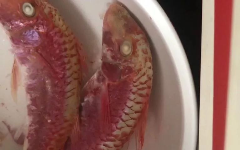 無良商販用色素給三蘇紅魚上色，用手輕輕一摸，手還會被染紅