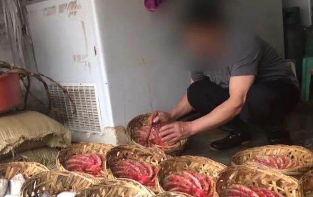 無良商販用色素給三蘇紅魚上色，用手輕輕一摸，手還會被染紅