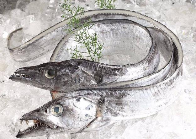 為什么帶魚不能人工養殖?帶魚是深海魚嗎?有什么營養價值