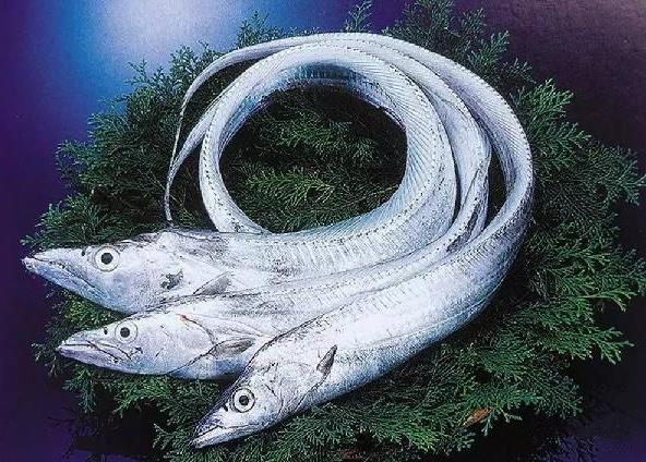 為什么帶魚不能人工養殖?帶魚是深海魚嗎?有什么營養價值