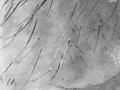 為什么帶魚不能人工養殖?帶魚是深海魚嗎?有什么營養價值