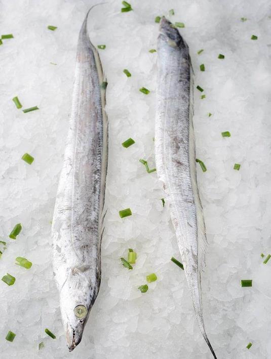 為什么帶魚不能人工養殖?帶魚是深海魚嗎?有什么營養價值