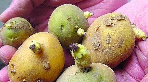 土豆發芽不能吃了就得扔掉?四種巧用發芽土豆的實用小妙招