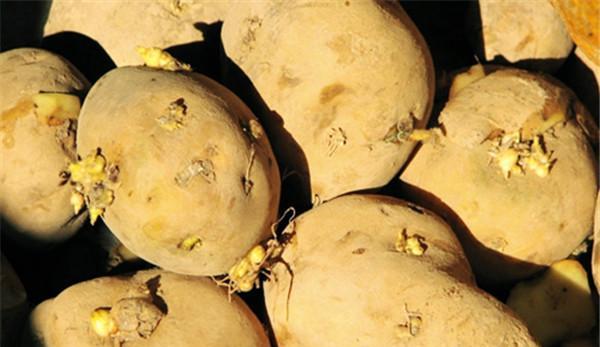 土豆發芽不能吃了就得扔掉?四種巧用發芽土豆的實用小妙招