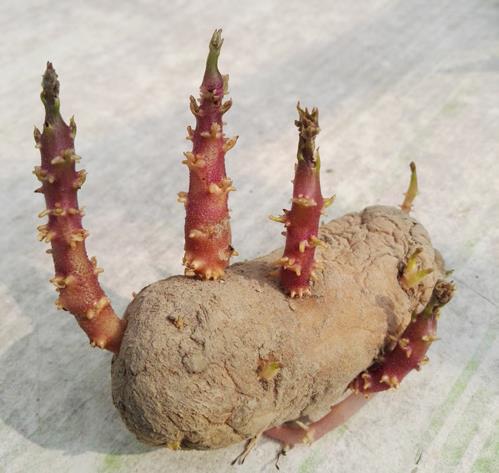 土豆發(fā)芽了還能吃嗎?剛發(fā)芽的土豆可以吃嗎