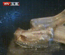 ?甲醛浸泡過的帶魚，一碰熱油就扭曲、炸裂開花，千萬別買別吃！