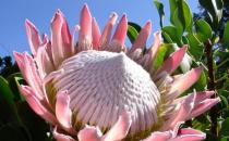 ?帝王花如何養殖？習性是什么？學會這幾點帝王花養起來不難！