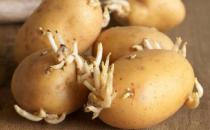 ?土豆發芽了還能吃嗎？剛發芽的土豆可以吃嗎