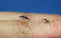 ?推薦驅除蚊子的好方法 整夜都不會被蚊子打擾哦