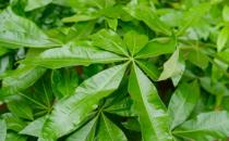 ?小盆栽的發財樹能長大嗎 發財樹小盆栽怎么養