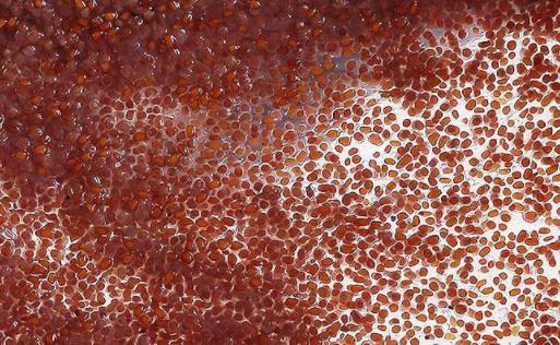 敷完海藻面膜還需要用洗面奶嗎 純牛奶泡海藻面膜禁忌