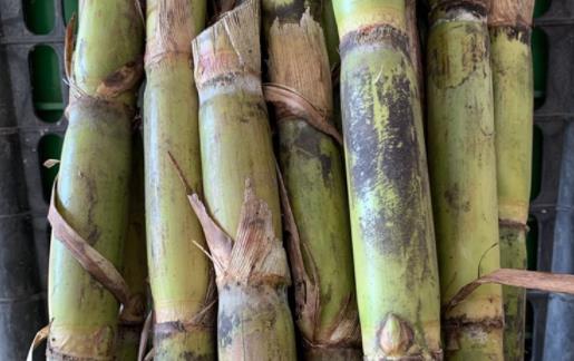 青皮甘蔗孕婦可以吃嗎 青皮甘蔗和紫皮甘蔗哪個好吃