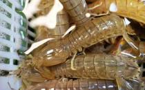 早餐不建議吃哪些食物，不吃早餐的危害：低血糖、胃炎、胃潰瘍