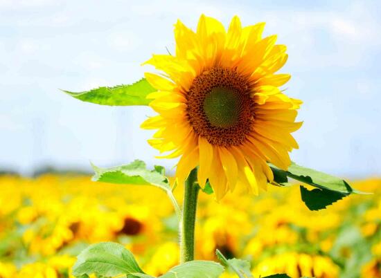 每日花語——向日葵的寓意是什么？