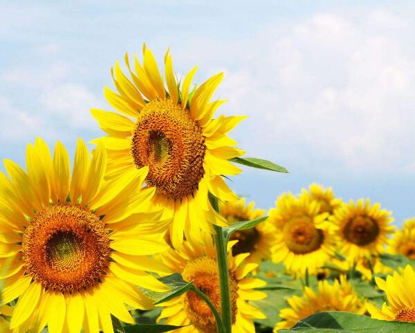 向日葵-夏季里永不可缺少的那一抹黃