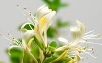 牛蛙價格最新市場價格