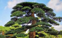 牛蛙價格最新市場價格